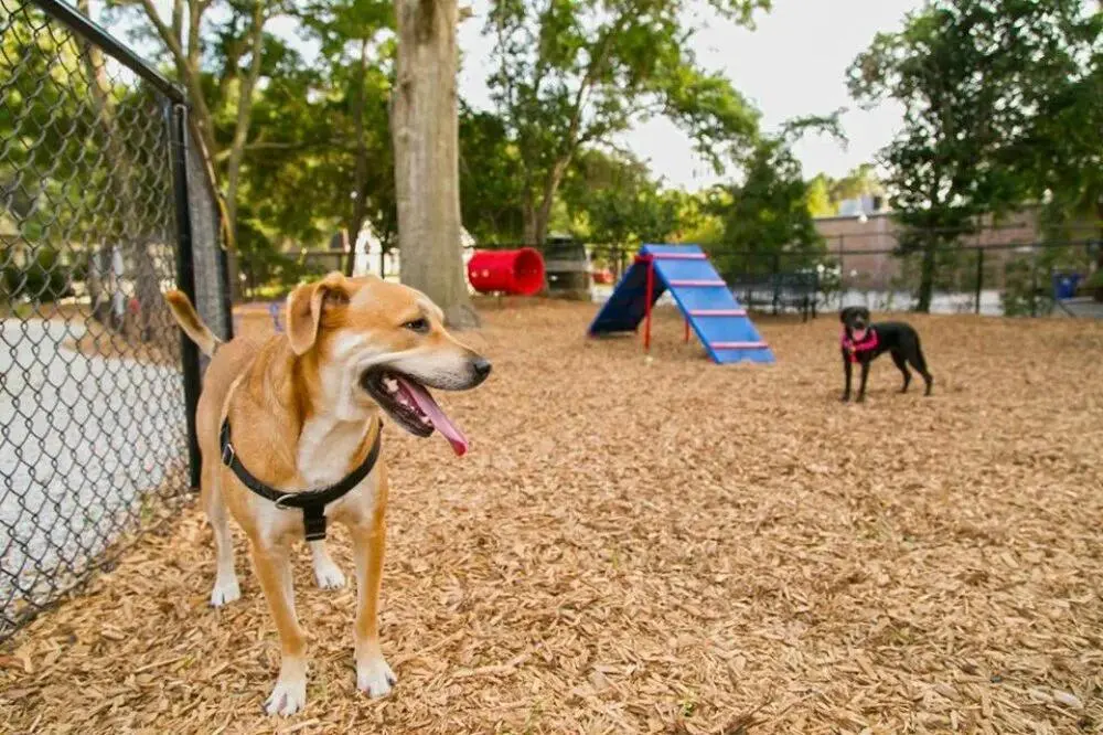 Unos perros en un parque para perros en una imagen  de archivo. 