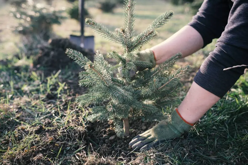 Persona replantando un abeto.