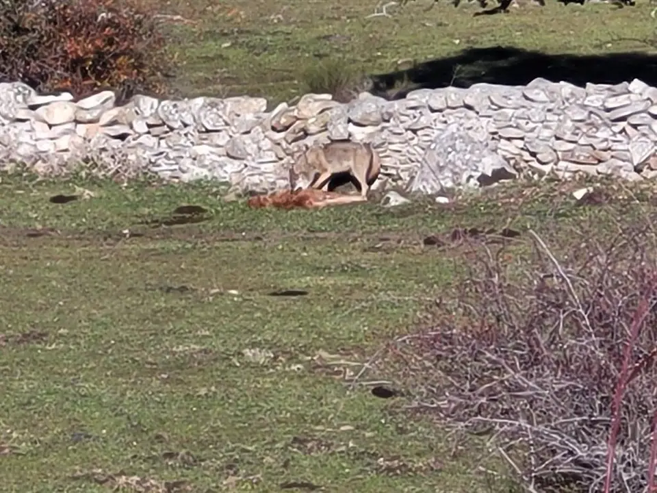 Lobo devorando ternero en Robledo de Chavela