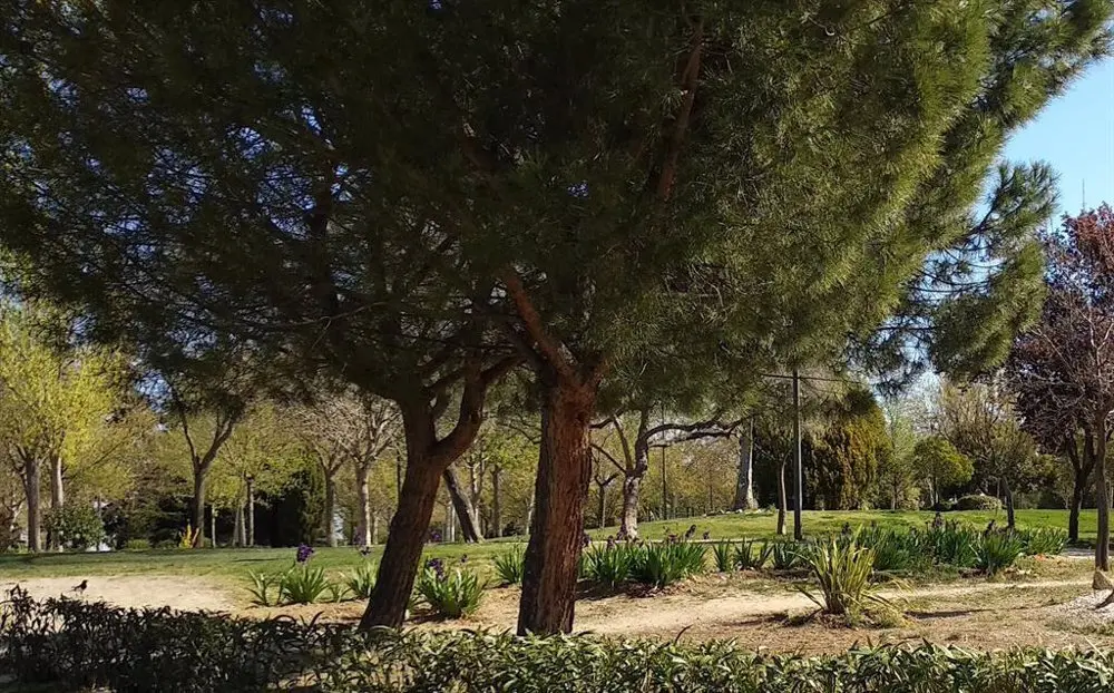 Zona verde con &aacute;rboles.