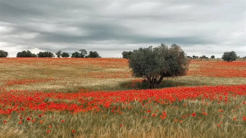 Mejorada del Campo