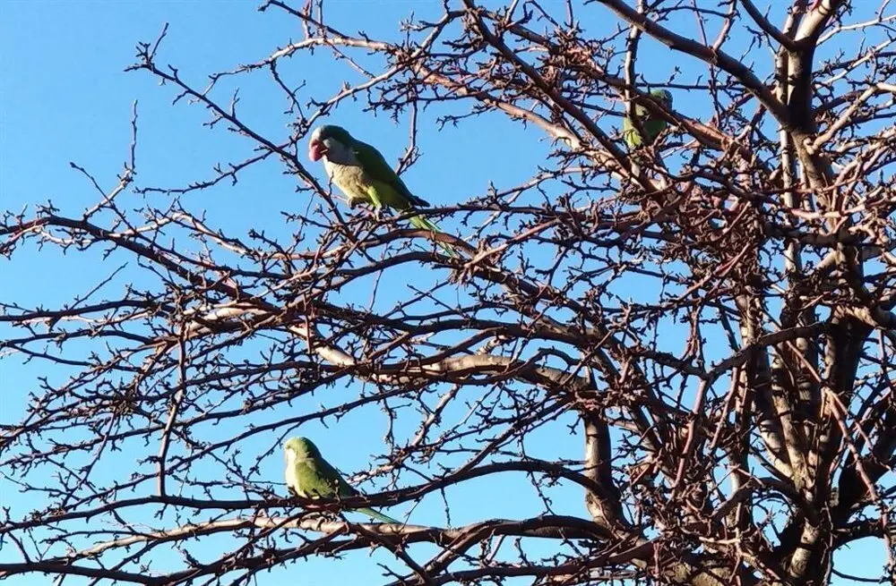Cotorras argentinas posadas sobre las ramas de un &aacute;rbol.