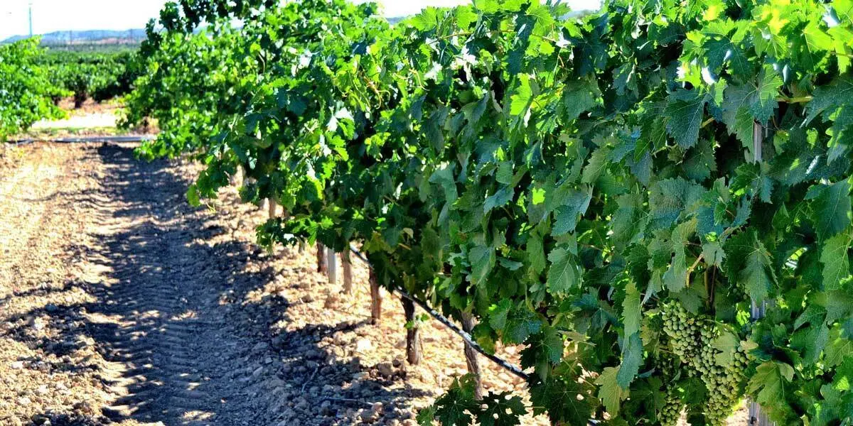 Vi&ntilde;edos