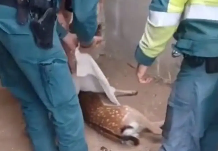 La Guardia Civil rescata en Navalagamella una cr&iacute;a de gama herida tras ser atropellada