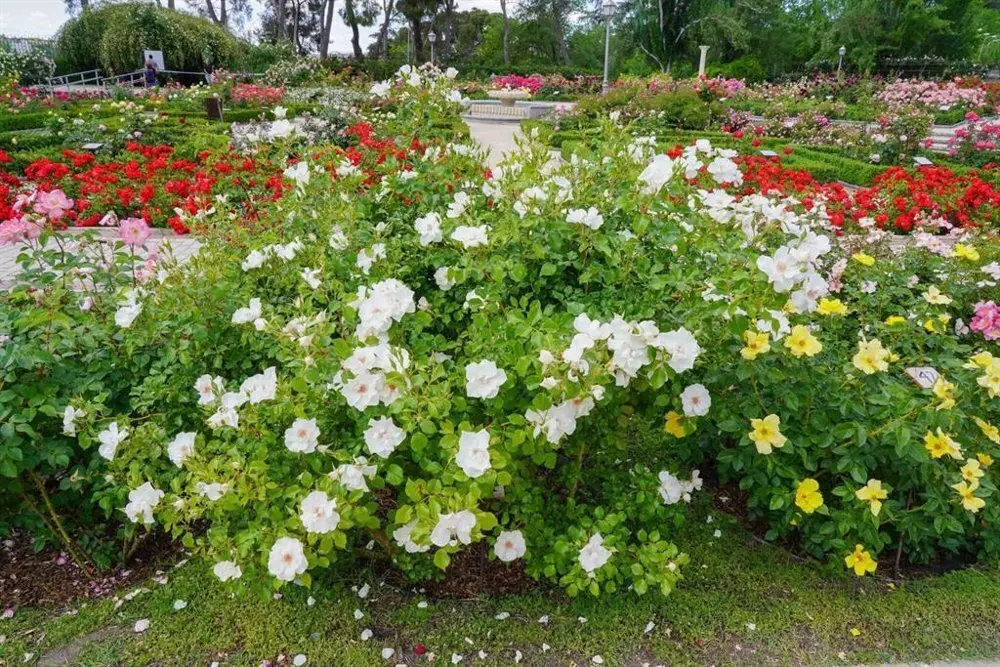 Rosas y flores en un jard&iacute;n.
