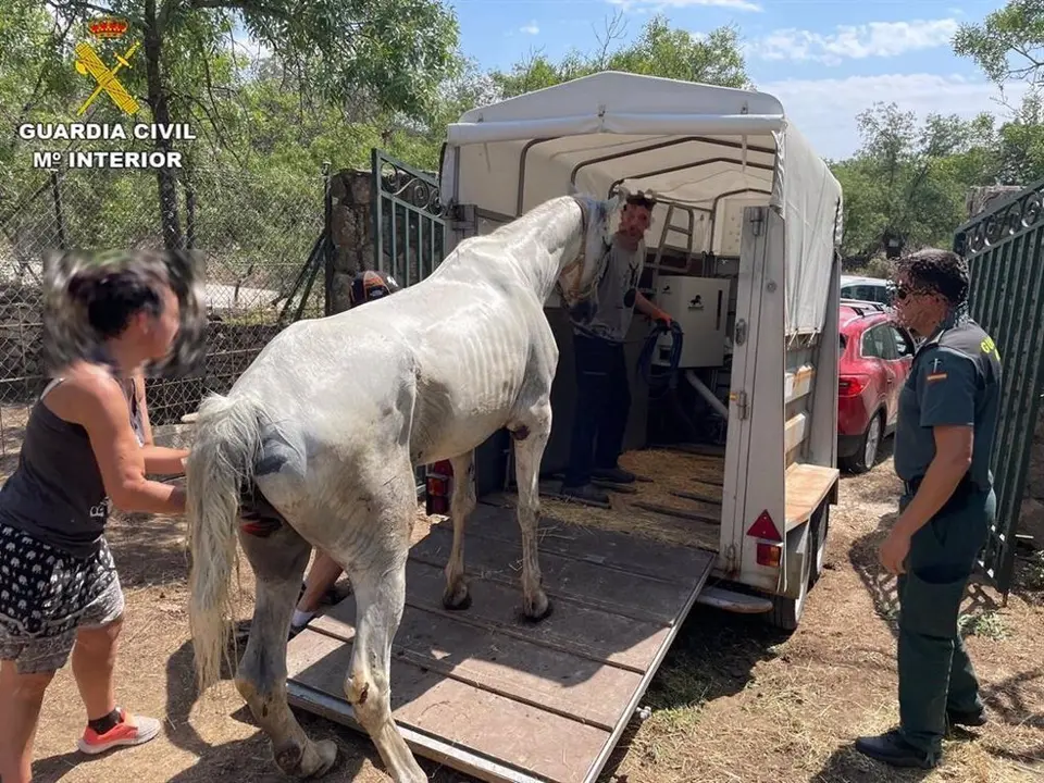 Caballo