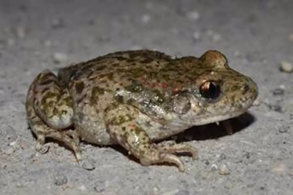 sapo partero