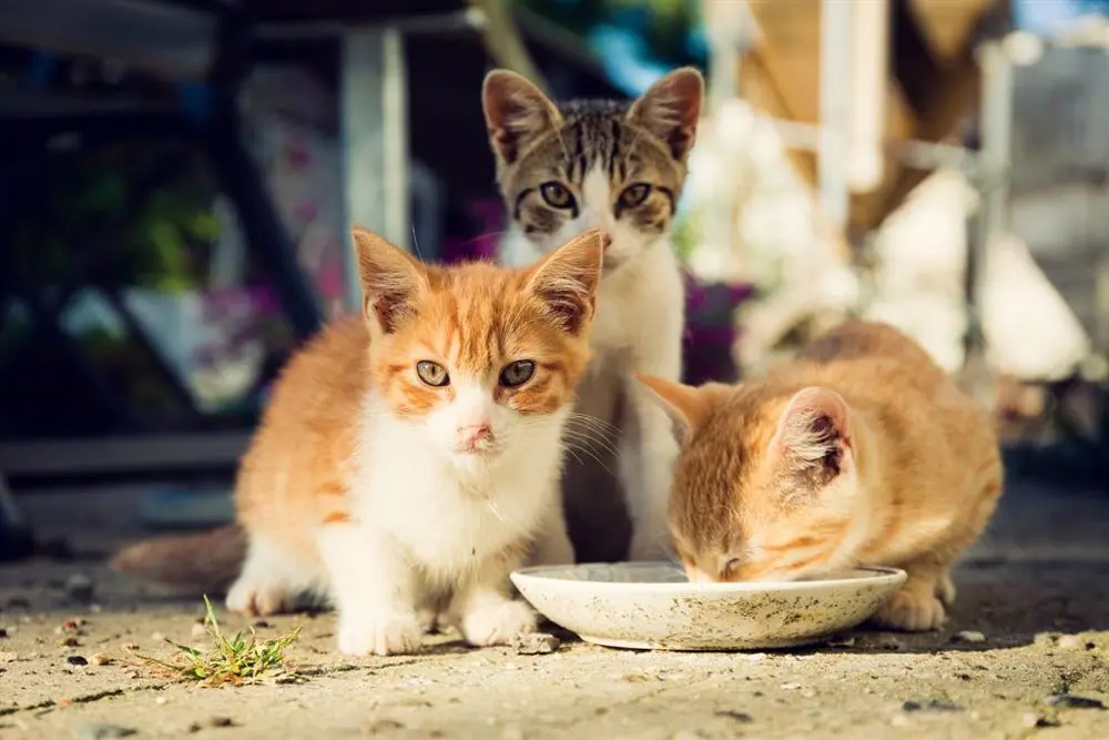 Gatos