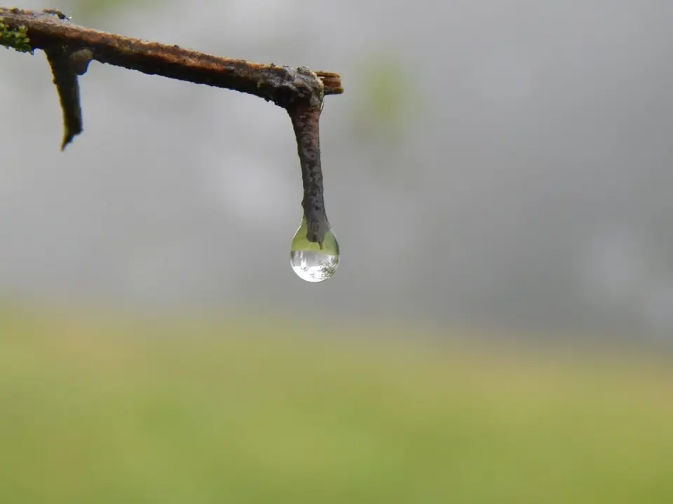 Rama con gota de lluvia