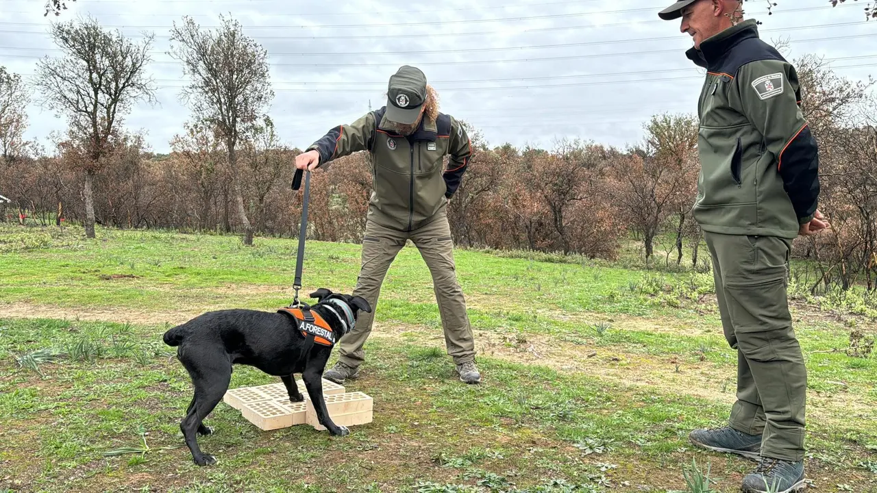 La Comunidad de Madrid incorpora dos perros especializados para investigar las causas de los incendios forestales.