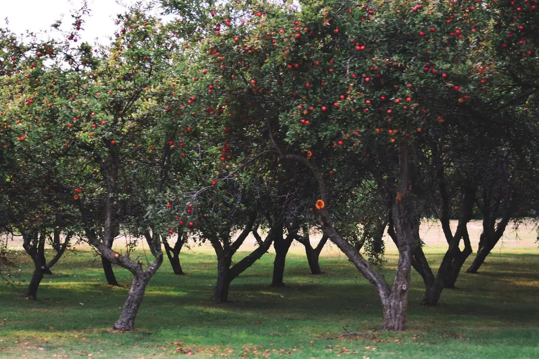 Imagen de archivo de un jard&iacute;n con &aacute;rboles.
