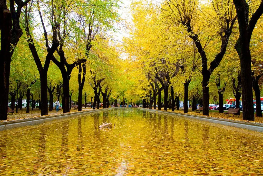 Zona verde de Pinto.