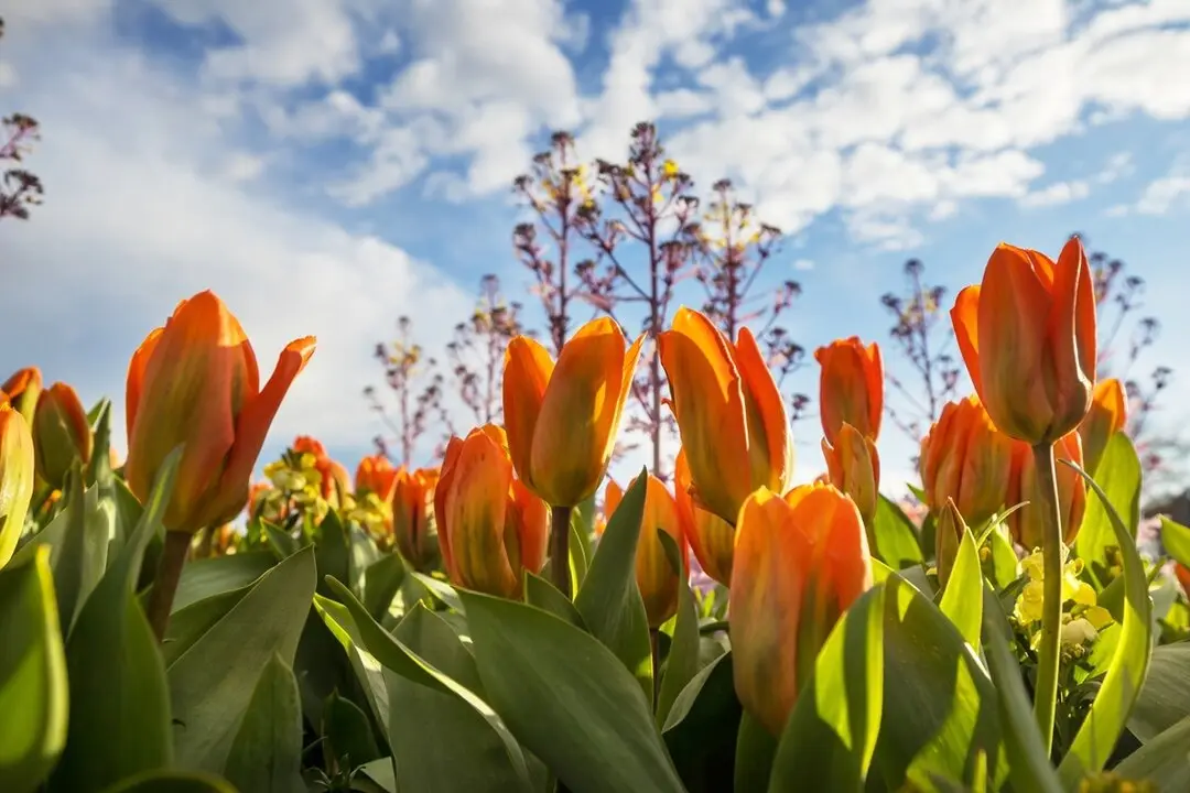 Tulipanes. Imagen de archivo.