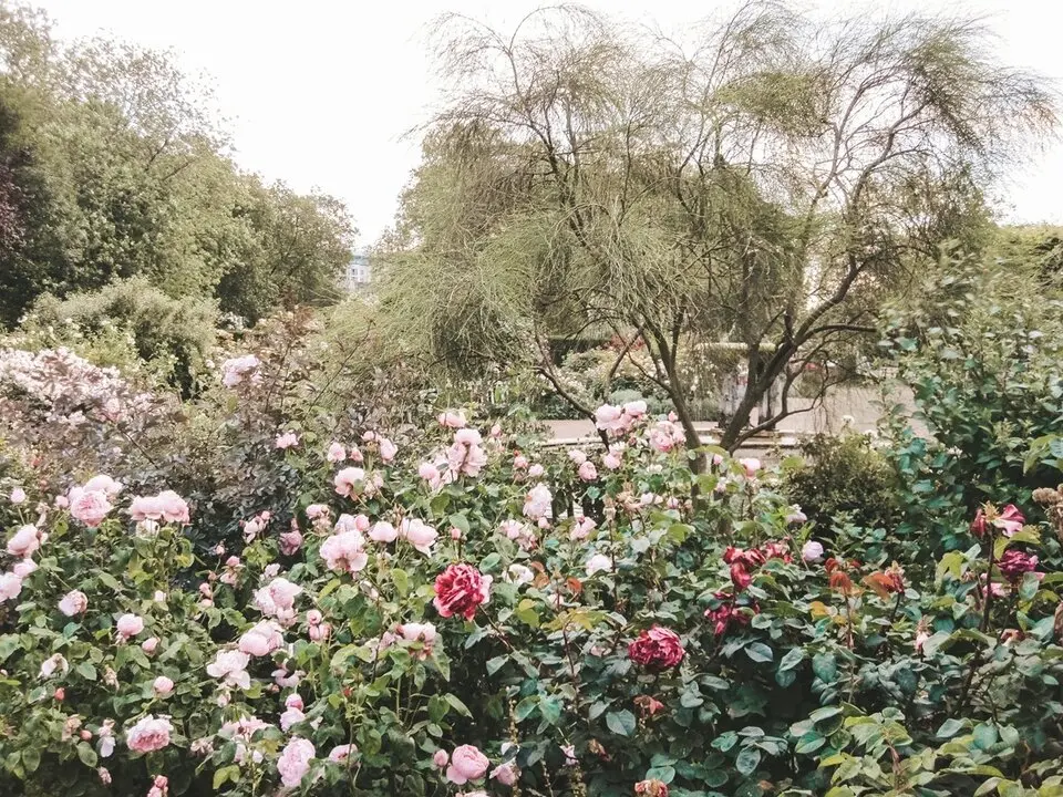 Arbusto de rosas en un parque. Imagen de archivo.