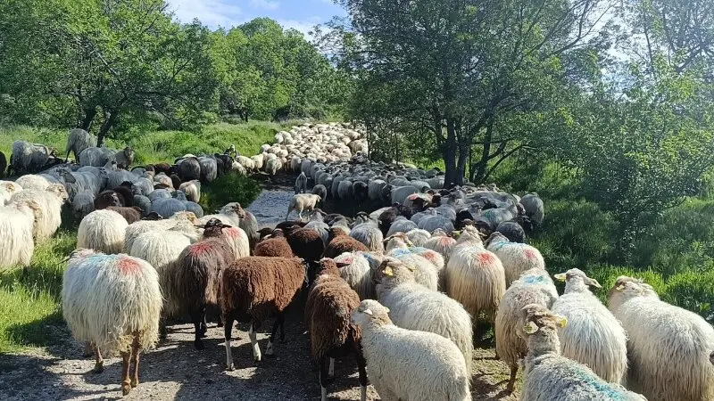 Ovejas rubias de El Molar y negra Castellana del reba&ntilde;o de los Apisquillos.