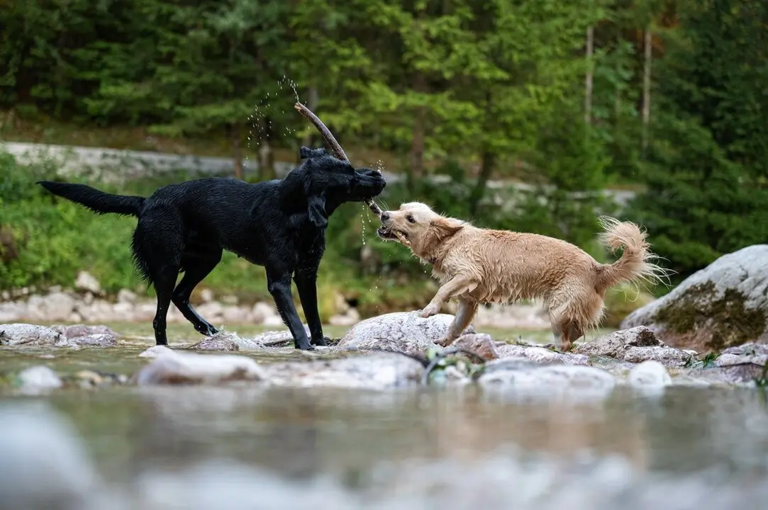 Dos perros jugando en el agua. Imagen de archivo.