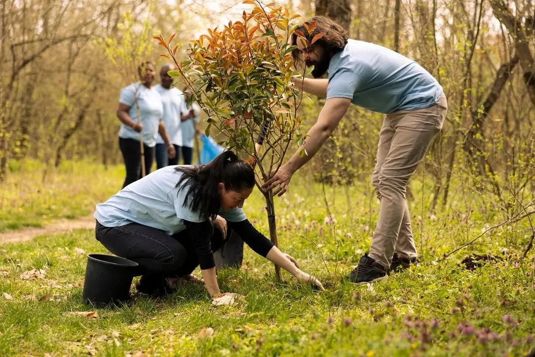 Personas plantando un &aacute;rbol. Imagen&iexcl; de archivo.