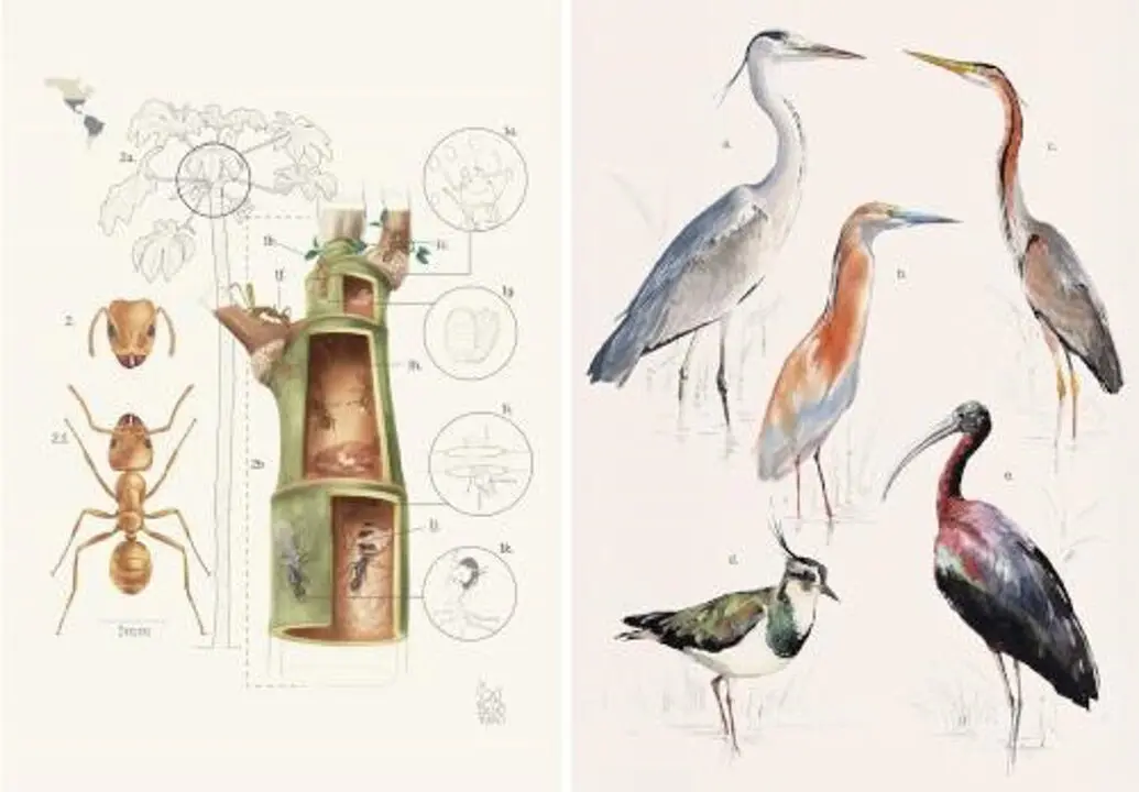 Illustraciencia. Imagen del MNCN-CSIC.