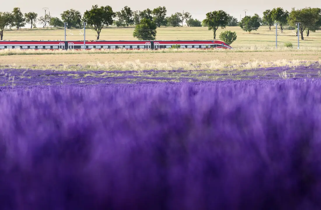 Campos de la lavanda. Fuente: Europa Press