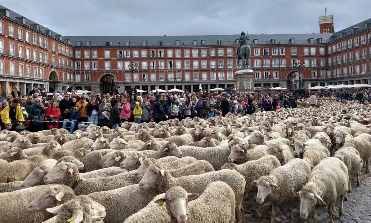 Fiesta de la Trashumancia. Imagen del Diario de Madrid.