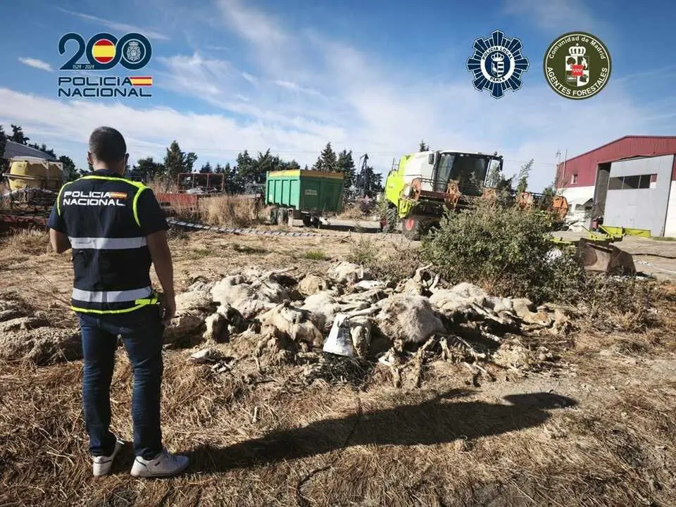 Decenas de ovejas muertas en una explotaci&oacute;n ganadera de Parla. Imagen de la Polic&iacute;a Nacional.