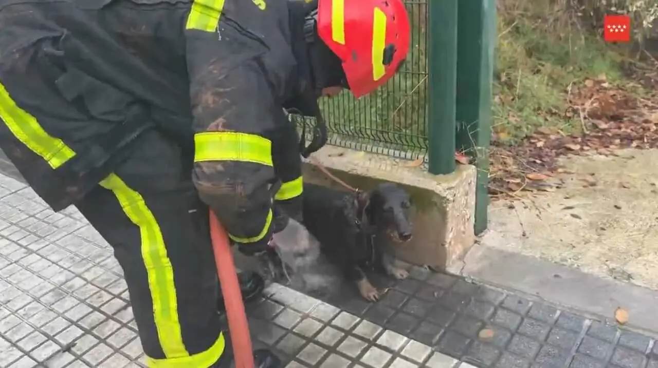 Bomberos de la Comunidad de Madrid limpian a un perro tras rescatarle de un desag&uuml;e en Majadahonda.