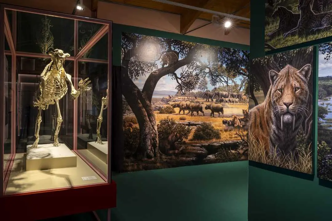 El Museo Arqueol&oacute;gico y Paleontol&oacute;gico de la Comunidad de Madrid organiza un taller para ense&ntilde;ar a los j&oacute;venes a estudiar f&oacute;siles de los dientes de sable.