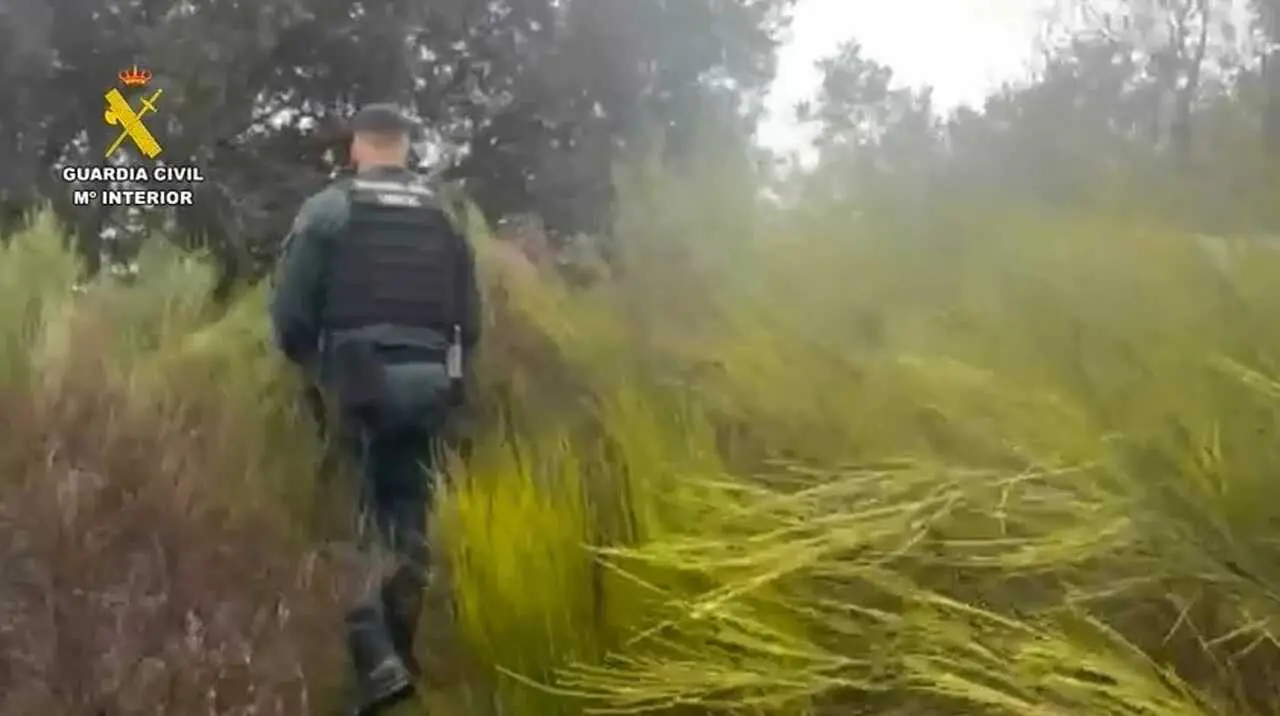 La Guardia Civil busca a un hombre de 63 a&ntilde;os desaparecido en Cenicientos cuando iba a buscar le&ntilde;a. Imagen de la Guardia Civil.