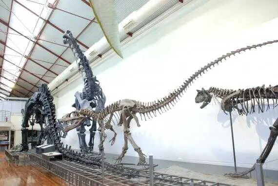 Fuente: Museo de Ciencias Naturales.