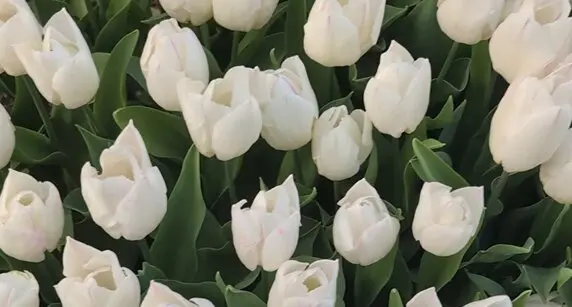 Tulipanes en el Real jard&iacute;n Bot&aacute;nico.
