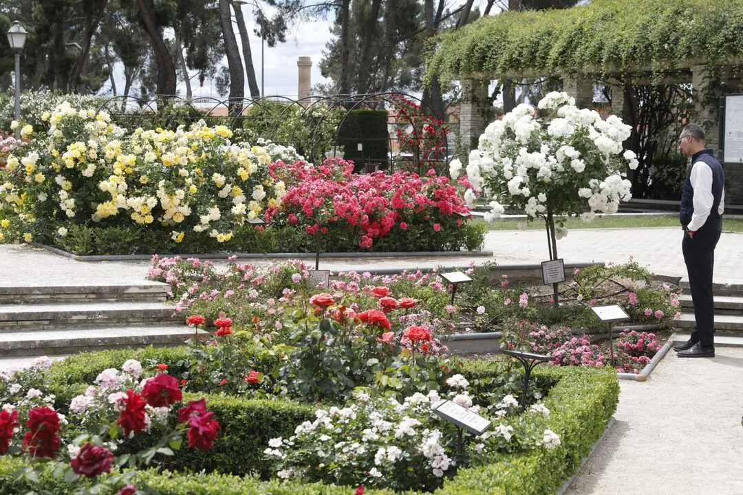 Imagen cedida por el Ayuntamiento de Madrid de la Rosaleda del parque del Oeste.
