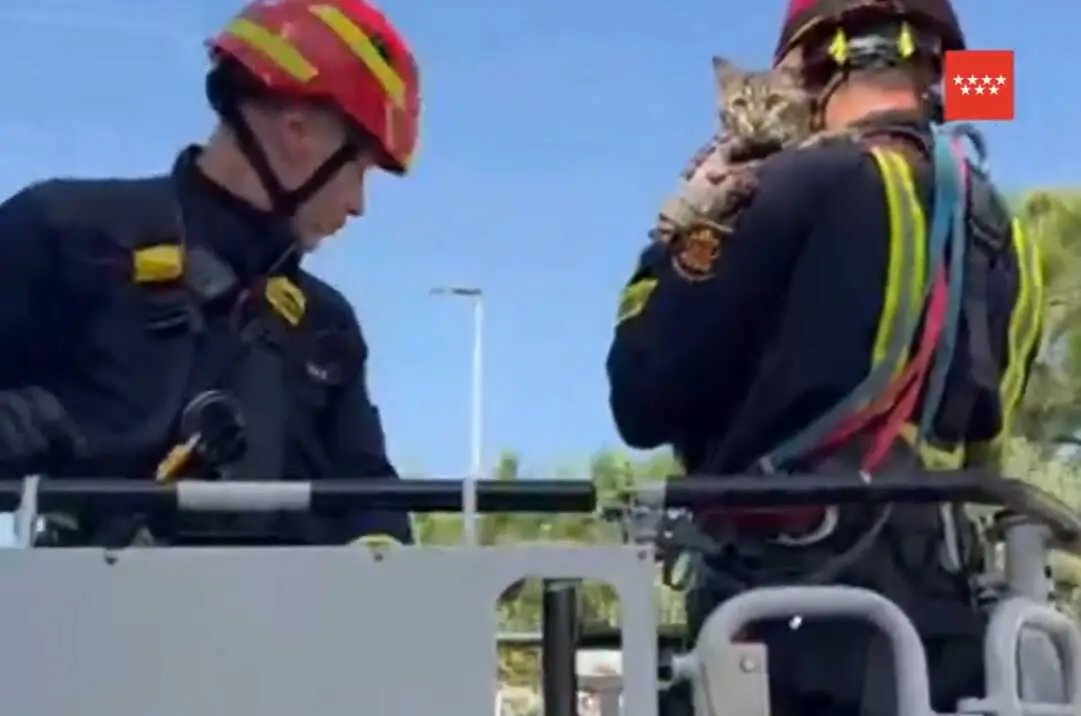 Bomberos de Madrid rescatan a un gato en Brunete.