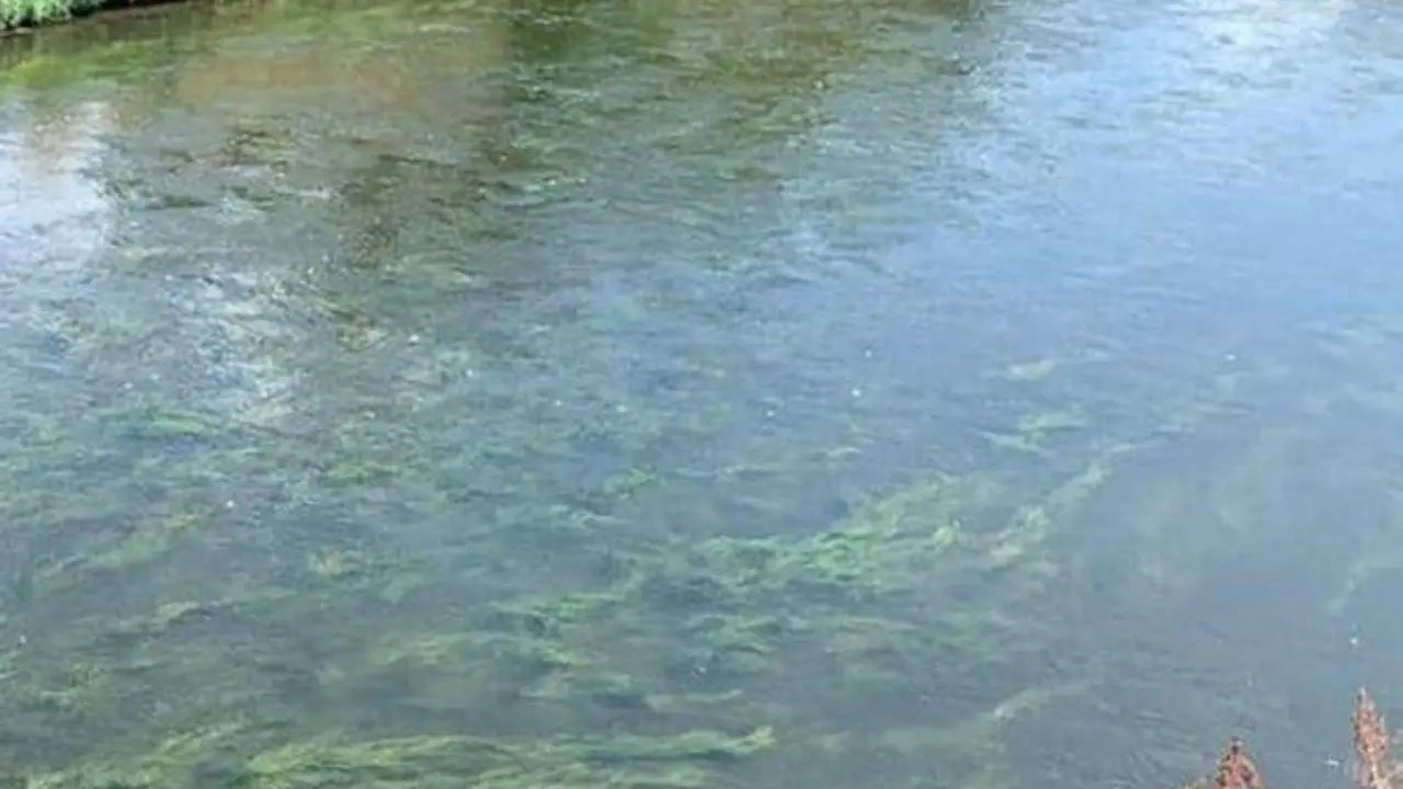 18/08/2022 Getafe.- Alertan del vertido incontrolado de aguas residuales al r&iacute;o Manzanares en Perales por cuatro puntos.

El grupo municipal M&aacute;s Madrid Compromiso por Getafe ha alertado del vertido incontrolado de aguas residuales sin depurar al r&iacute;o Manzanares por cuatro puntos distintos en el barrio de Perales del R&iacute;o.

POLITICA 
AYUNTAMIENTO DE GETAFE