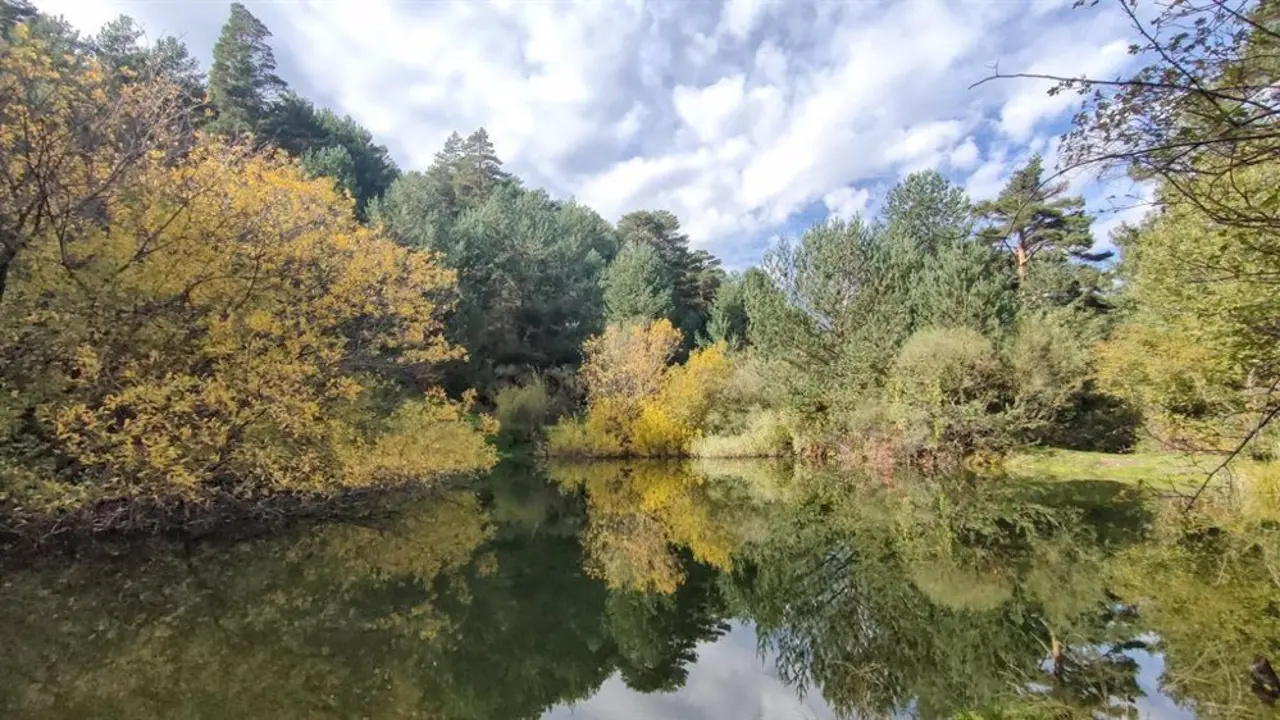 Pinar de los Belgas