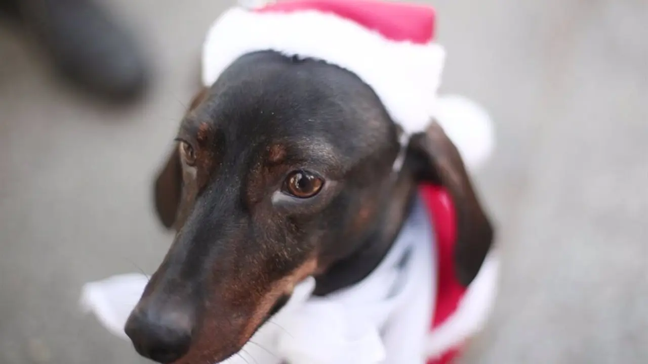 Perro con un gorro navide&ntilde;o de Pap&aacute; Noel