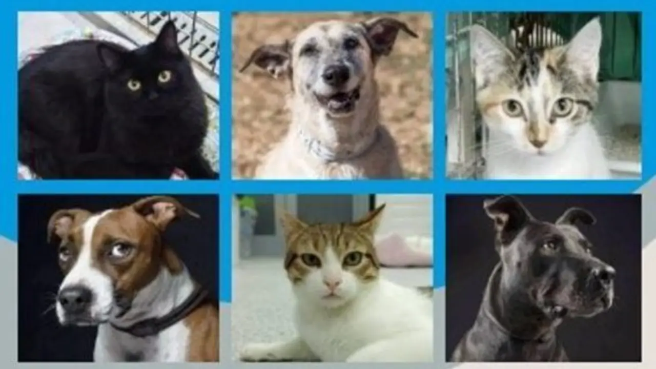 Campa&ntilde;a para concienciar de la tenencia responsable de animales de compa&ntilde;&iacute;a en Alcal&aacute; de Henares