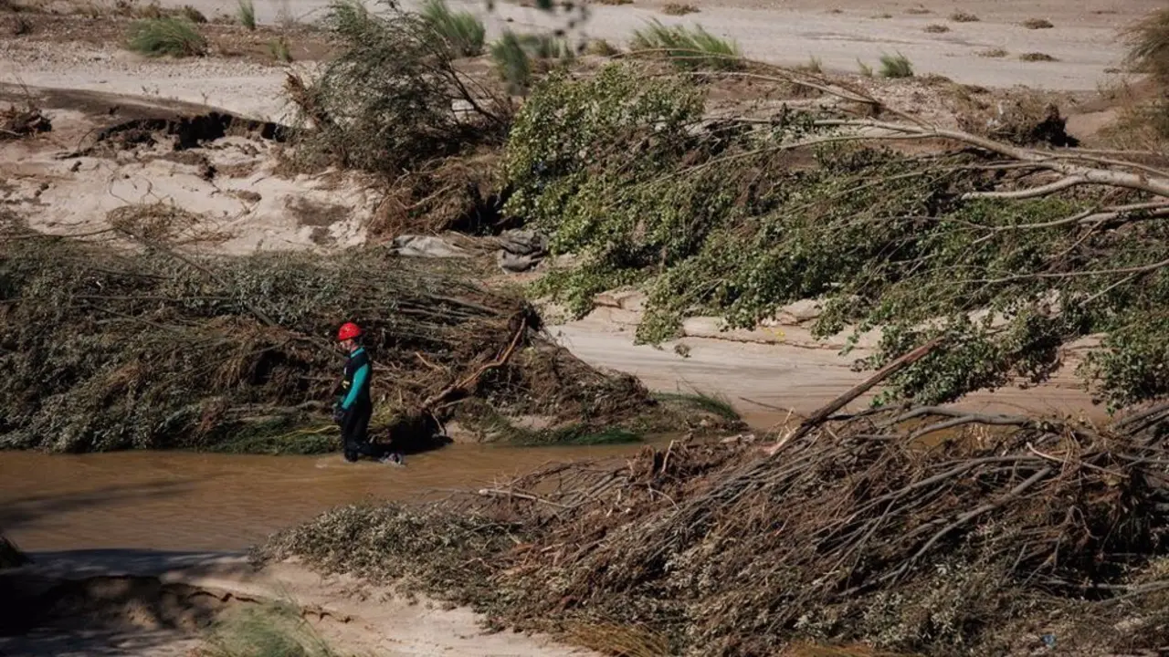 &Aacute;rboles afectados por la DANA