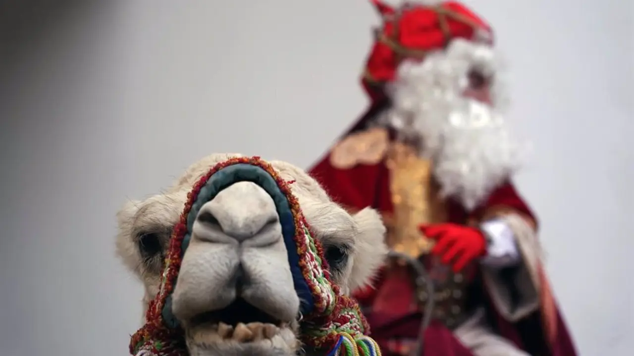 Dromedarios y camellos empleados en las cabalgatas de Reyes