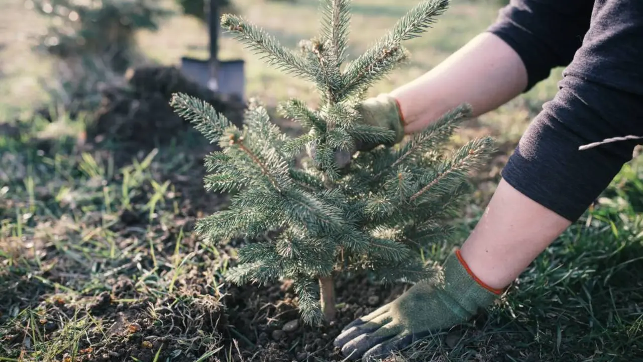 Persona replantando un abeto.