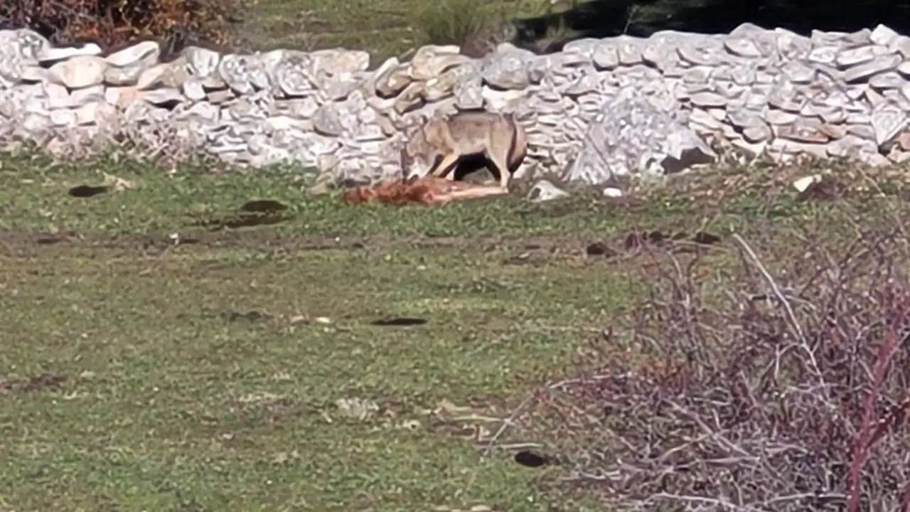 Lobo devorando ternero en Robledo de Chavela