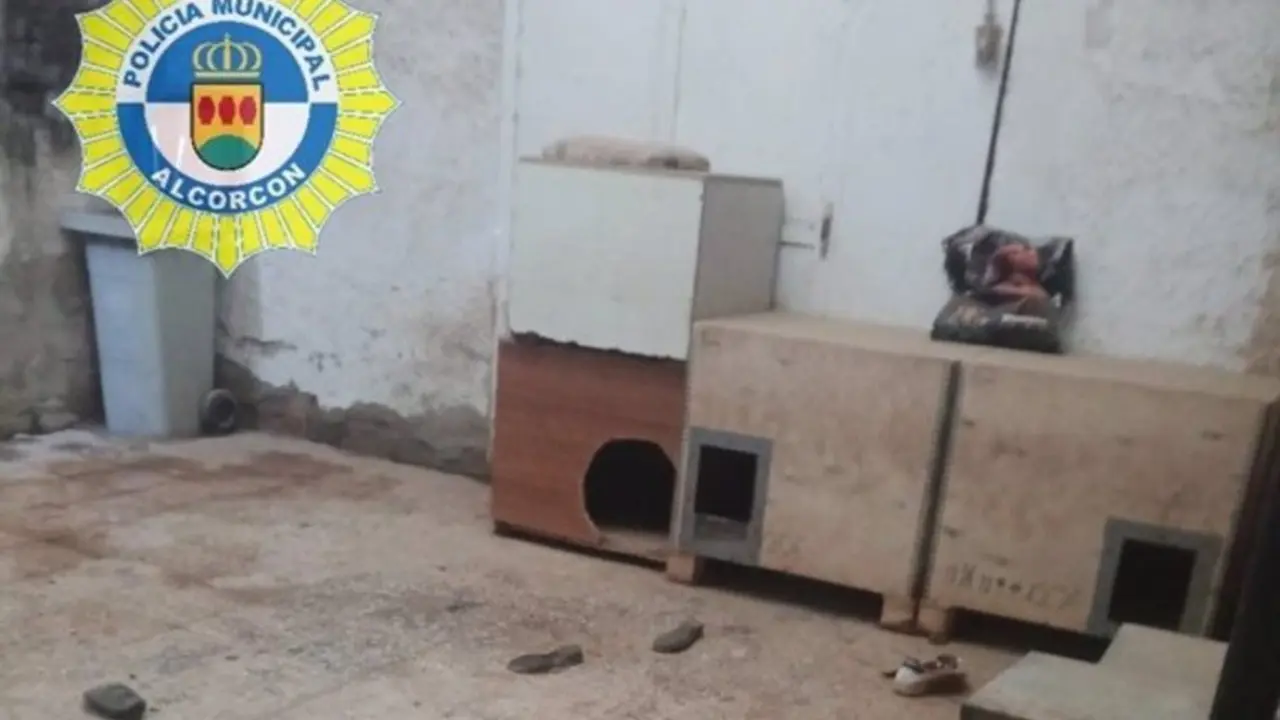 Clausuran en Alcorc&oacute;n una nave dedicada a la cr&iacute;a y venta ilegal de perros