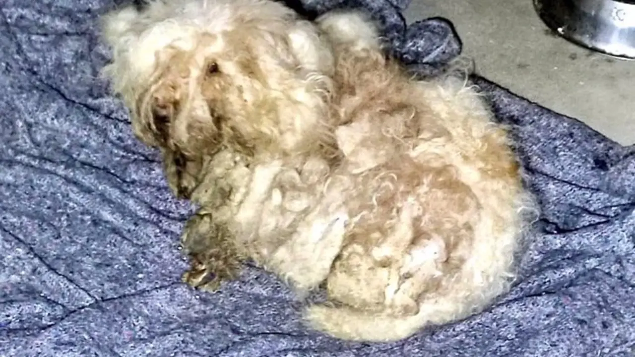 perros abandonados en San Mart&iacute;n de la Vega