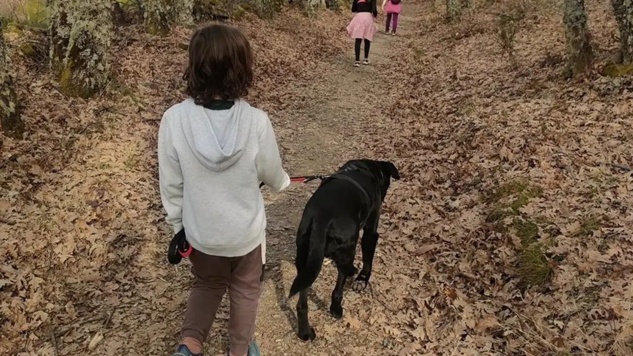 Ni&ntilde;o peque&ntilde;o paseando con una correa a su perro