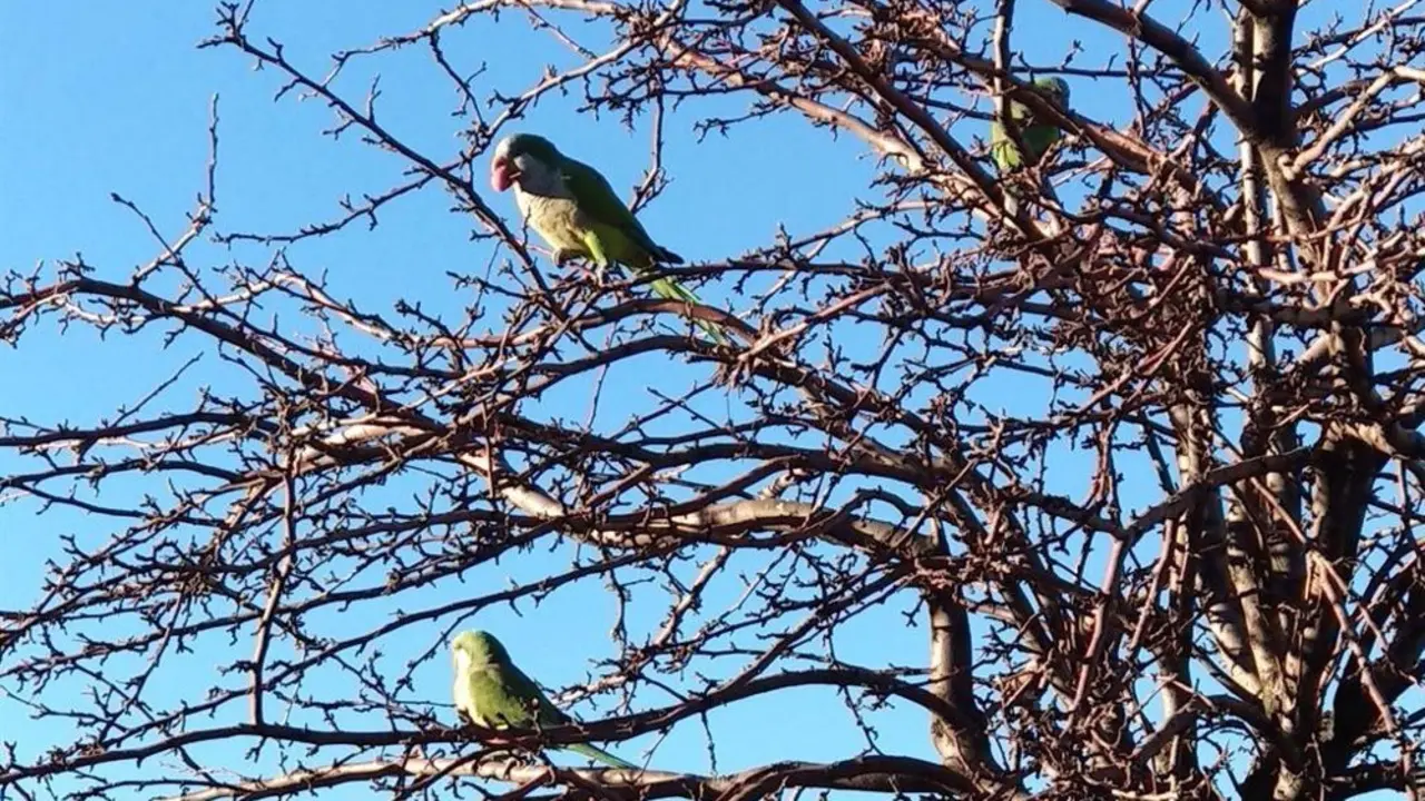 Cotorras argentinas posadas sobre las ramas de un &aacute;rbol.