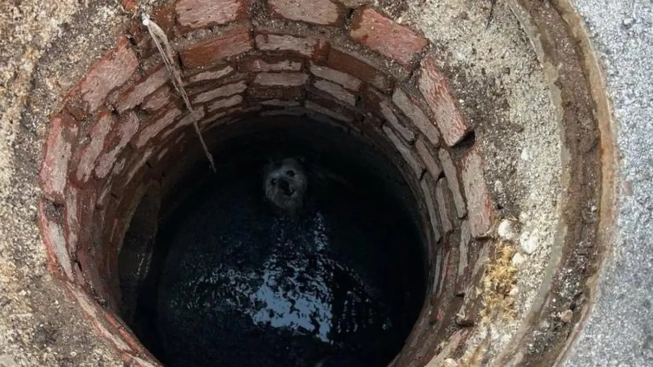 Perro yorkshire dentro de un pozo con agua