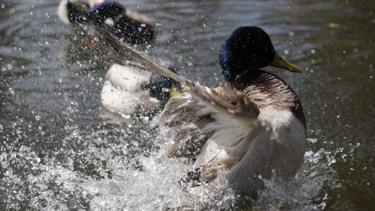 Pato salpicando agua en un estanque