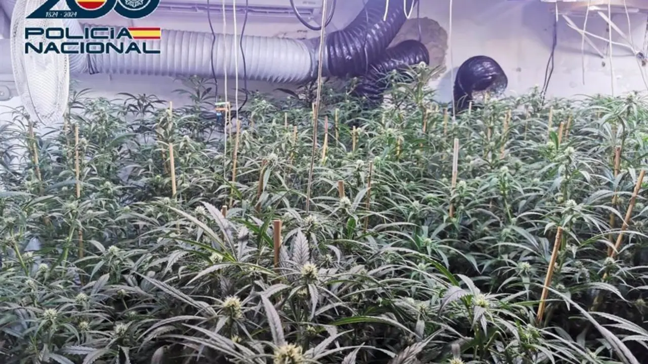 Plantaci&oacute;n de marihuana fotografiada por la Polic&iacute;a Nacional