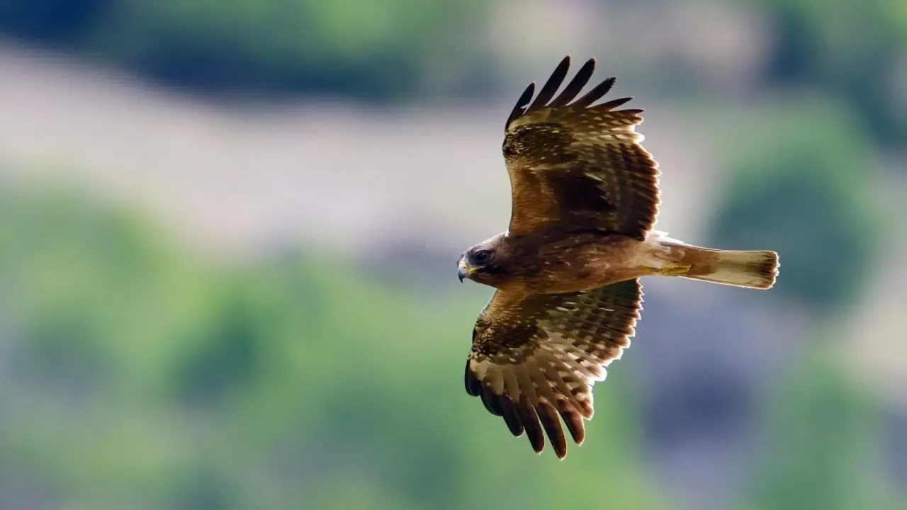 &aacute;guila calzada SEO BirdLife
