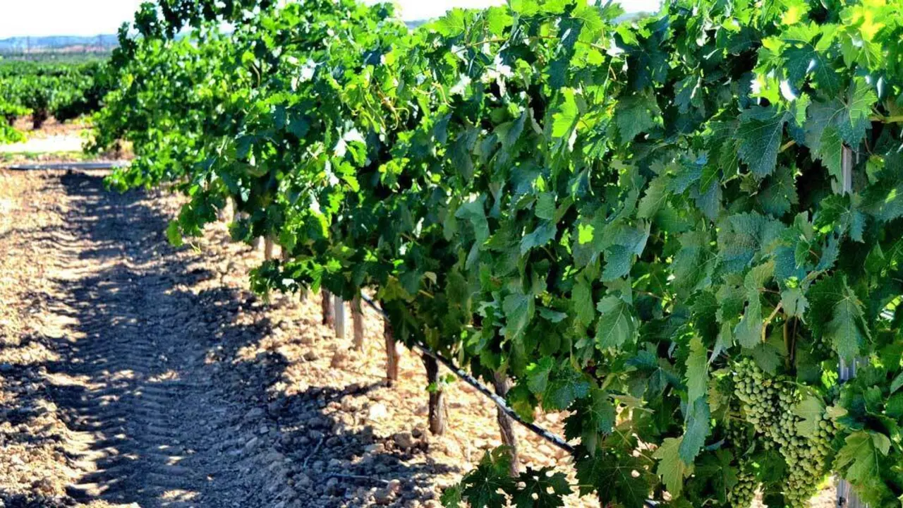 Vi&ntilde;edos