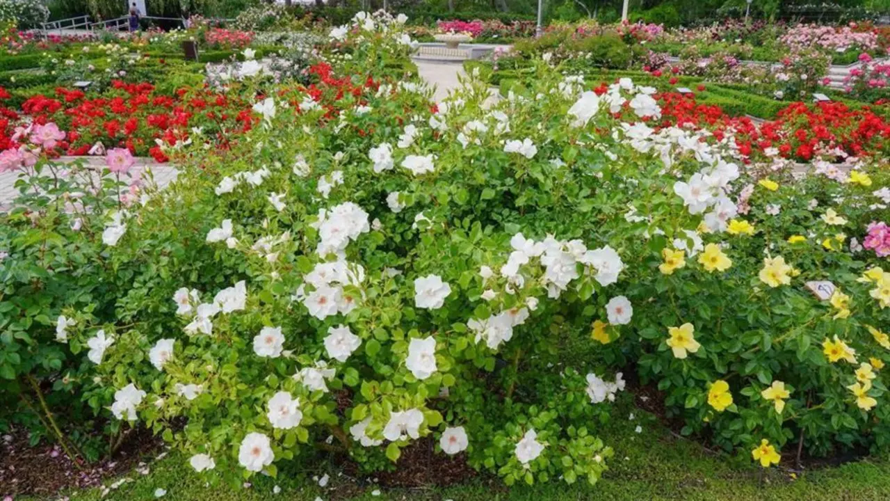 Rosas y flores en un jard&iacute;n.